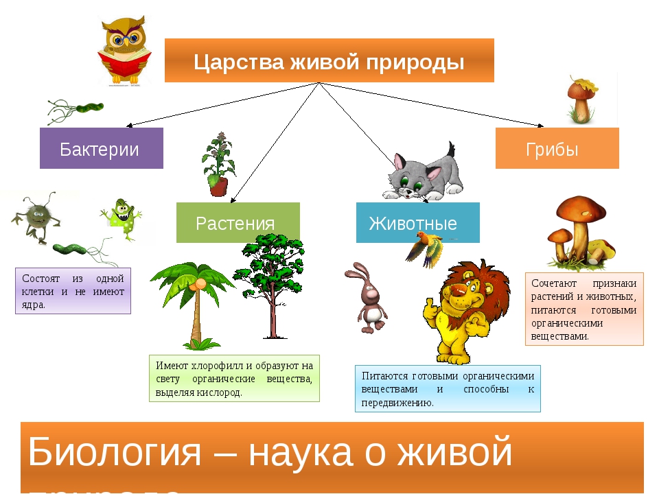 Биология в жизни каждого проект