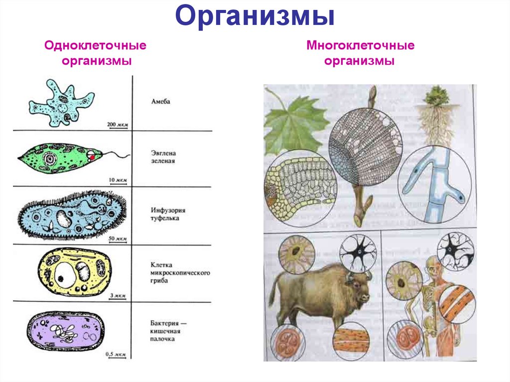 Что объединяет и в чем отличие биологических объектов изображенных на рисунке 2