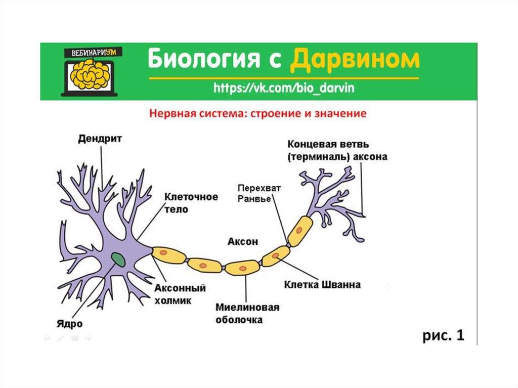 Ил это в биологии