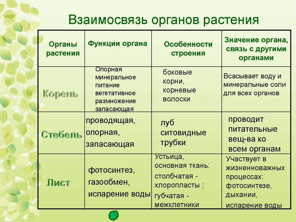 Тема на проект по биологии 6 класс