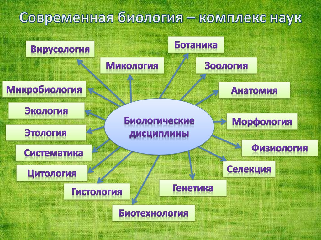 Проект по биологии с продуктом