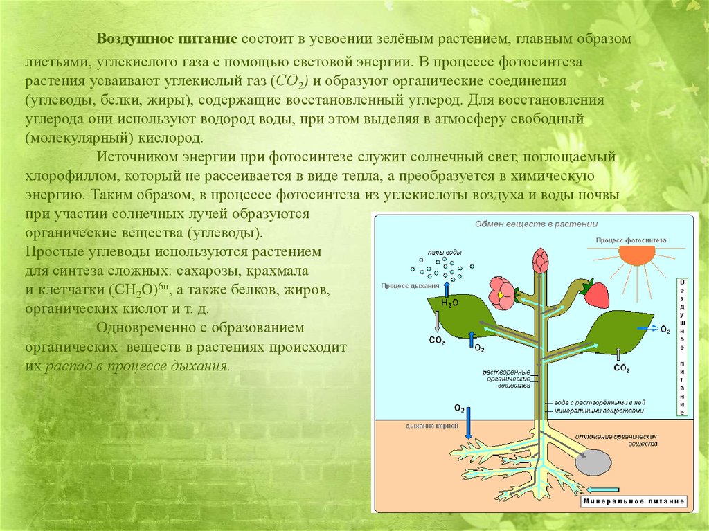 На какую тему можно сделать презентацию по биологии