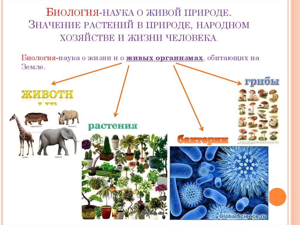 Конспект урока по биологии с использованием презентации