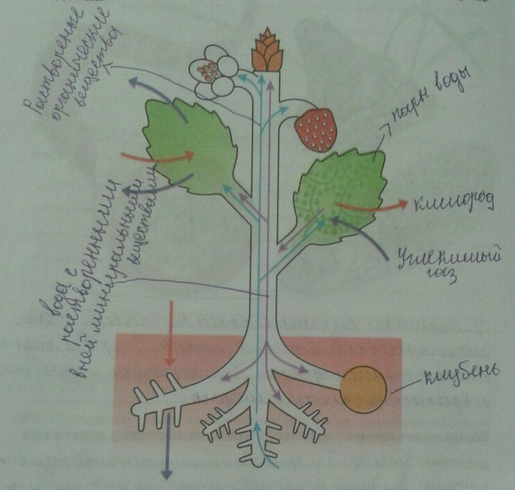 Обмен веществ растений урок. Обмен веществ у растений. Растительный организм. Взаимосвязь органов растения. Взаимосвязь всех частей растения.