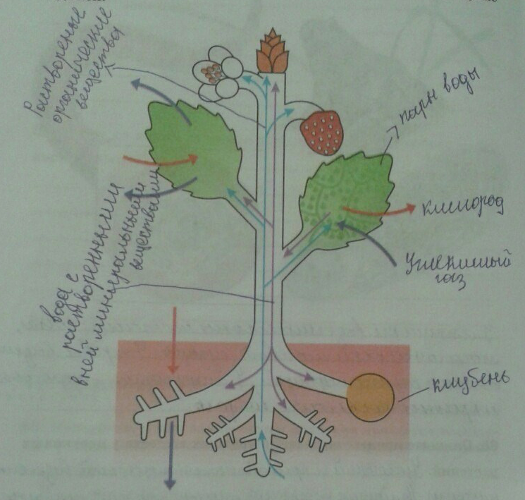 Растительный организм 6 класс