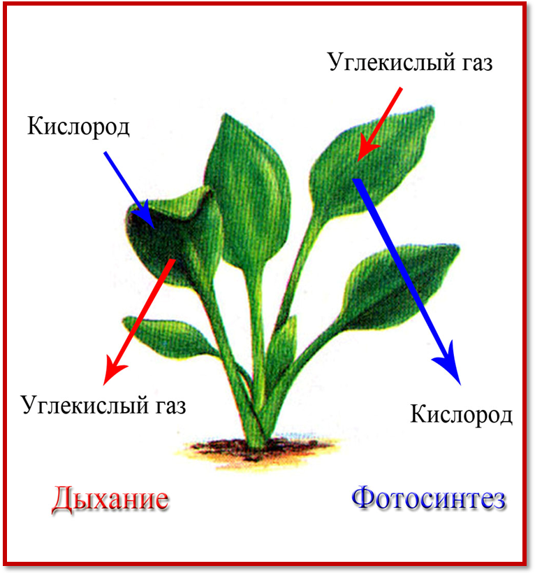 Что делает кислород. Растения поглощают углекислый ГАЗ. Схема фотосинтеза и дыхания растений. Растения потребляют кислород. Выделение кислорода растениями.