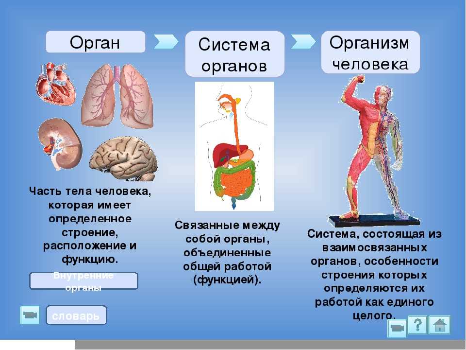 Работа систем органов. Функции систем органов в организме человека. Организм человека система органов 3 класс. Системы организма человека 8 класс биология. Систамаорганов человека.