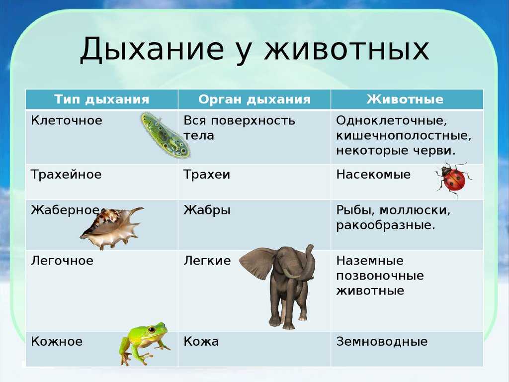 План урока по биологии