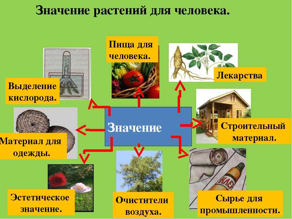 Как делается проект по биологии