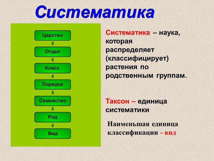 Что такое схема в биологии