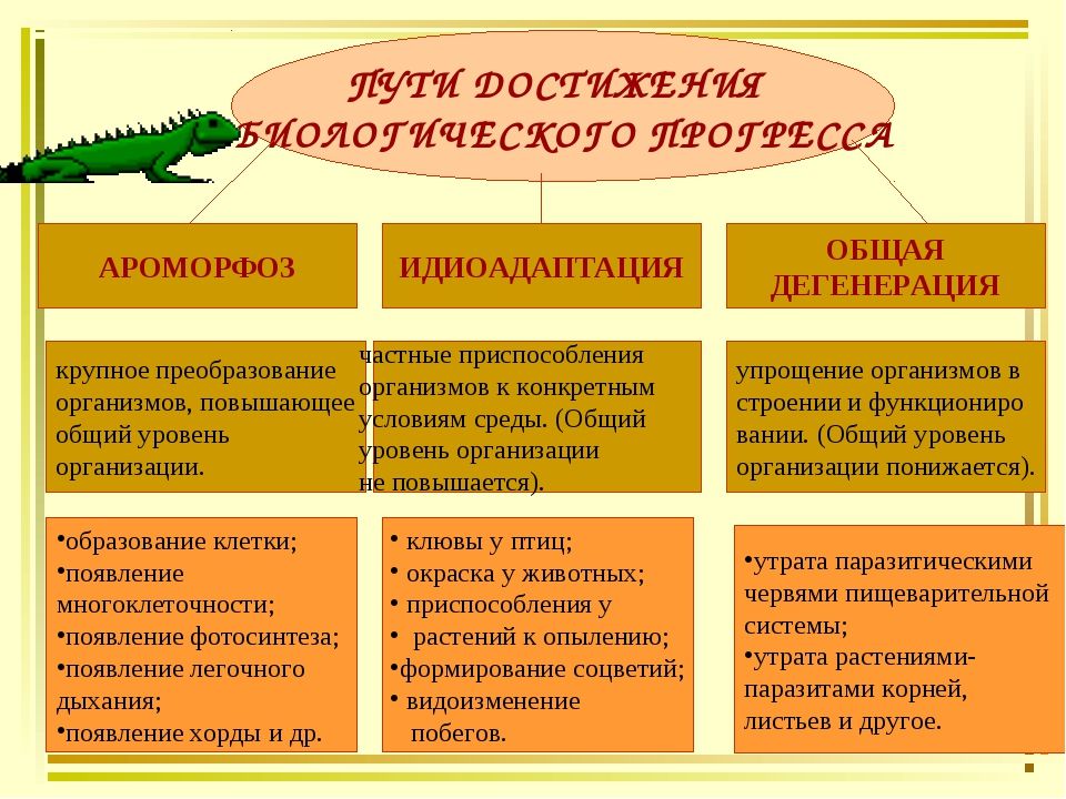 Презентация биологический прогресс и биологический регресс