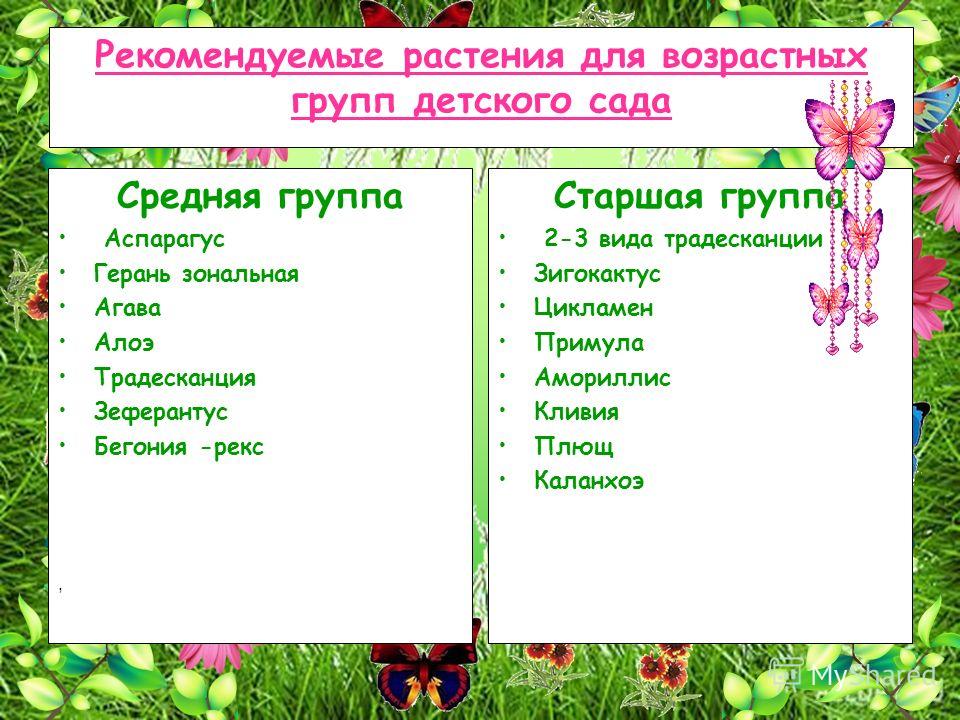 Какие группы в саду. Комнатные растения в подготовительной группе по ФГОС. Растения перечень для детского сада. Средняя группа комнатные растения по программе. Растения в старшей группе.