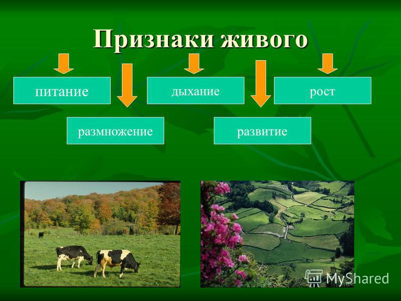 Науки о природе 5 класс биология. Живая природа биология. Наука о живой природе. Биология наука о живой природе. Наука о живой природе 5 класс.