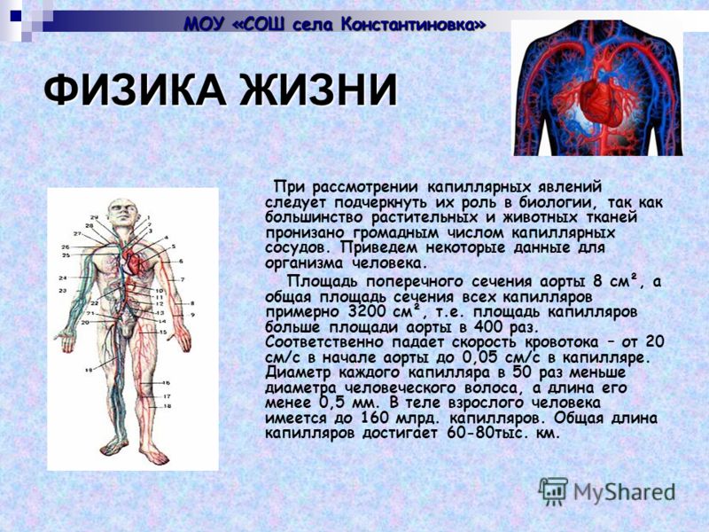 Работа телом физика. Капиллярные явления в организме человека. Капиллярные явления в медицине. Роль физики в жизни человека. Капиллярные явления в жизни.