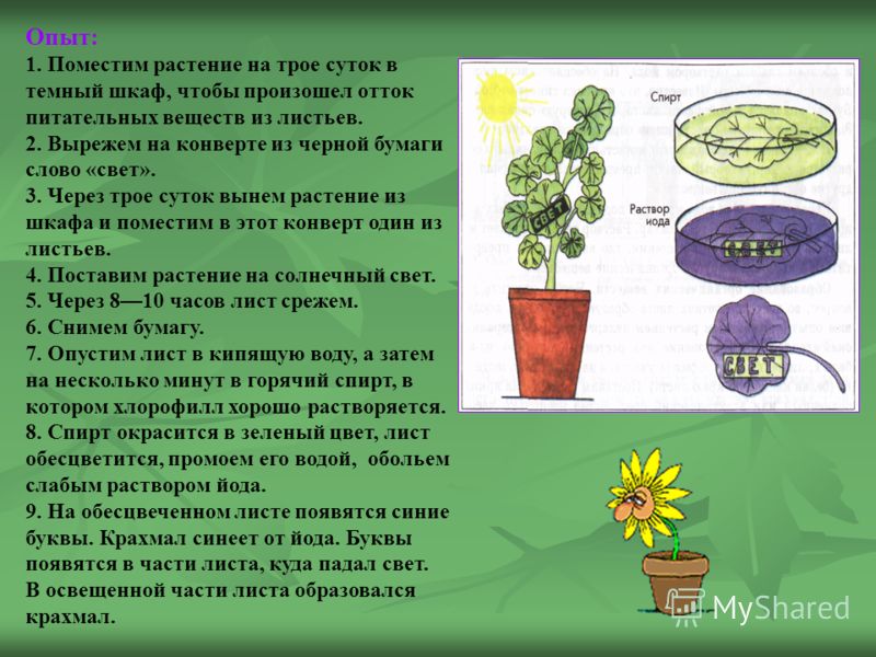 Описание класса биологии. Фотосинтез опыты для детей. Образование крахмала в листьях растения опыт. Опыты с растениями. Опыты по биологии с растениями.