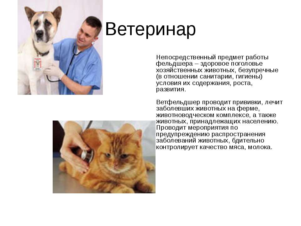 Чем работа ветеринара полезна обществу