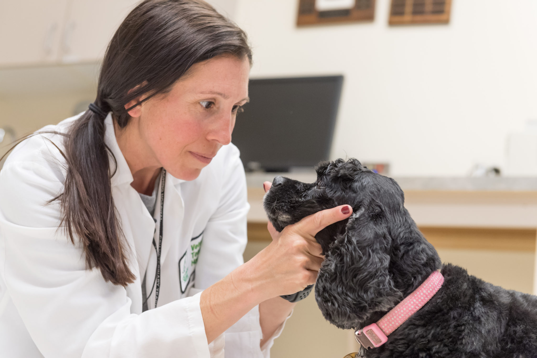 Клинические исследования животного собаки. Тик ветеринарии. Фото на аву Ветеринария. Dog in Veterinary Clinic. Почему становятся ветеринарами