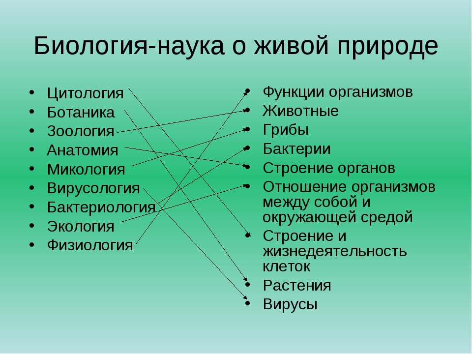 Науки биологии схема