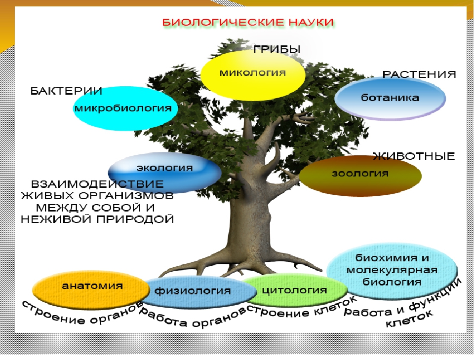 2 науки биологии. Дерево биологических наук. Дерево с науками биологии. Древо биологических наук. Биологические науки картинки.