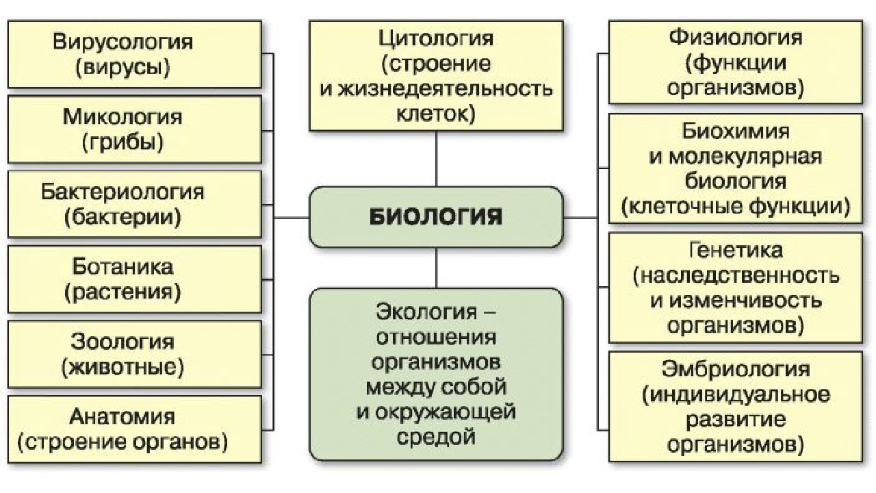 Науки биологии 5. Биологические дисциплины 5 класс таблица. Схема биологических наук. Основные разделы биологии. Биологические науки 5 класс биология таблица.