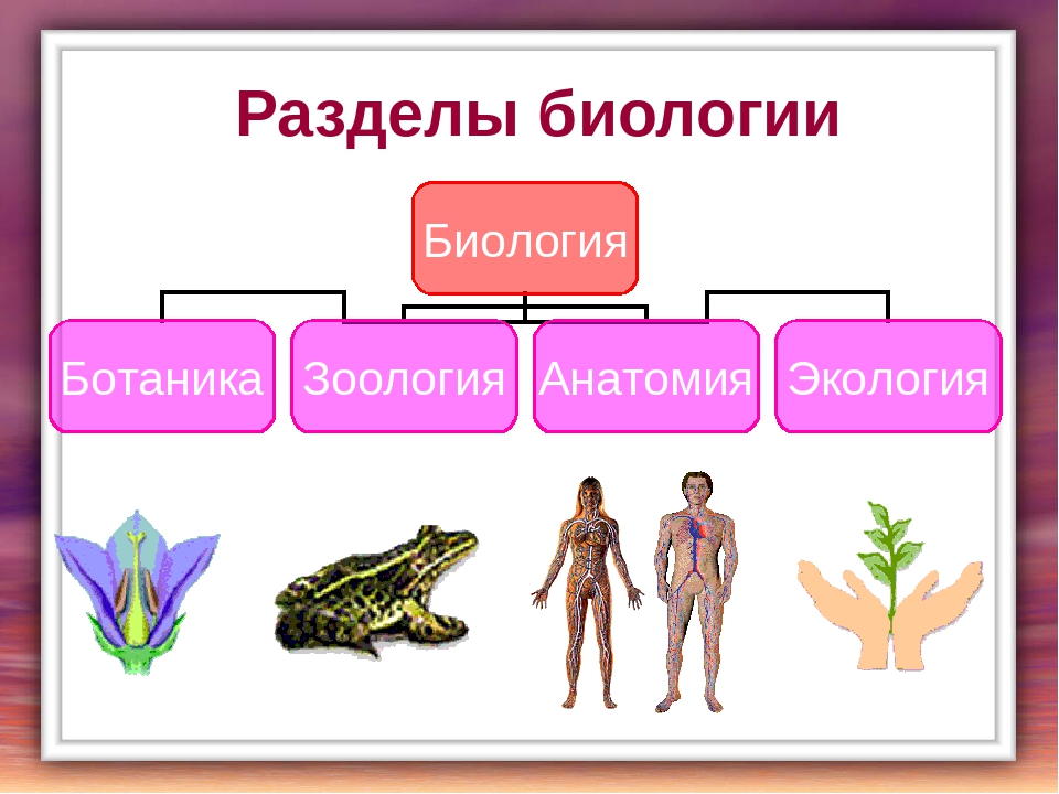 Биология важна. Разделы биологии. Основные разделы биологии. Разделы биологии 5 класс. Биология Зоология ботаника анатомия.