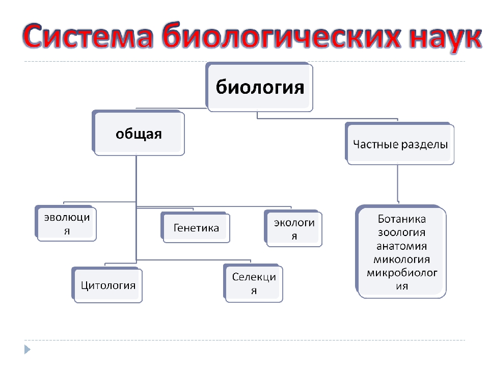 Схема по биологии