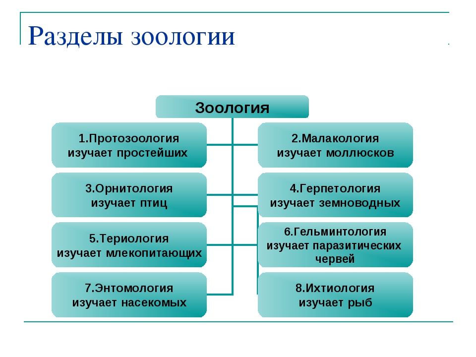 Науки сб. Основные разделы зоологии. Разделы зоологии по объектам изучения. Зоология схема разделы. Области изучения разделов зоологии.