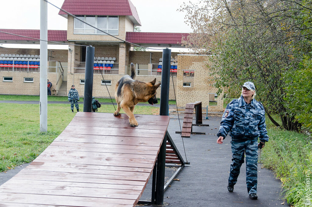 Что нужно чтобы стать кинологом: Как стать кинологом и сколько