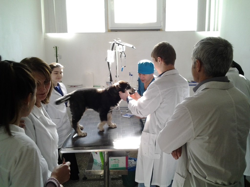 Казанская ветеринарной медицины