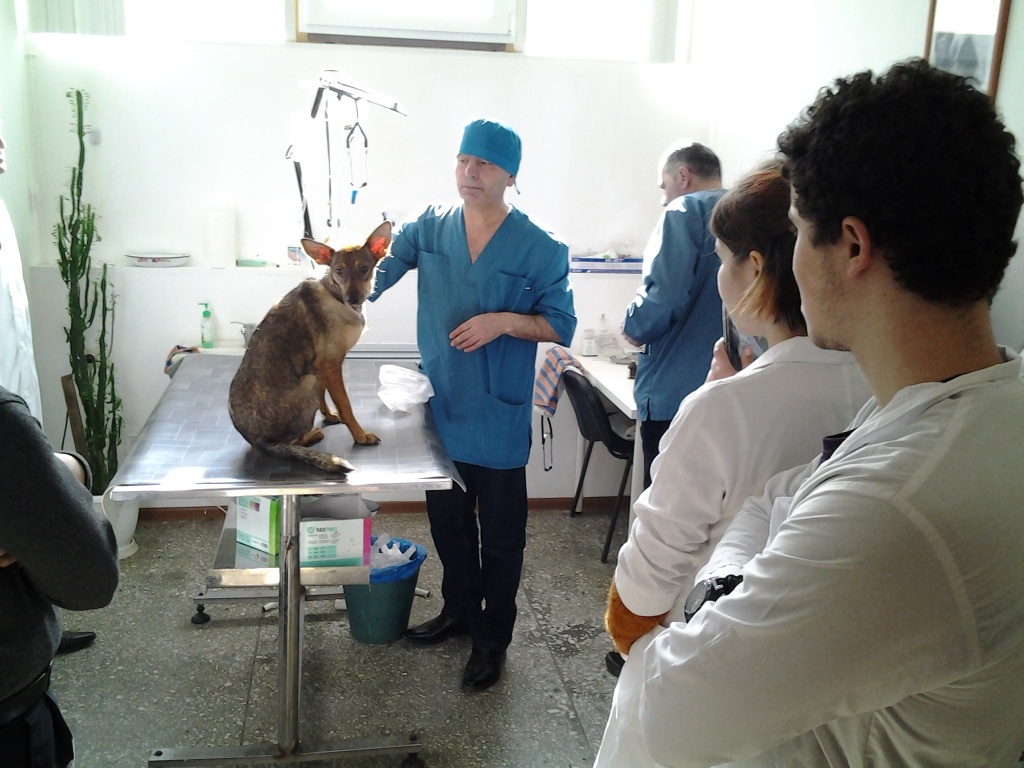 Государственный университет ветеринарной медицины