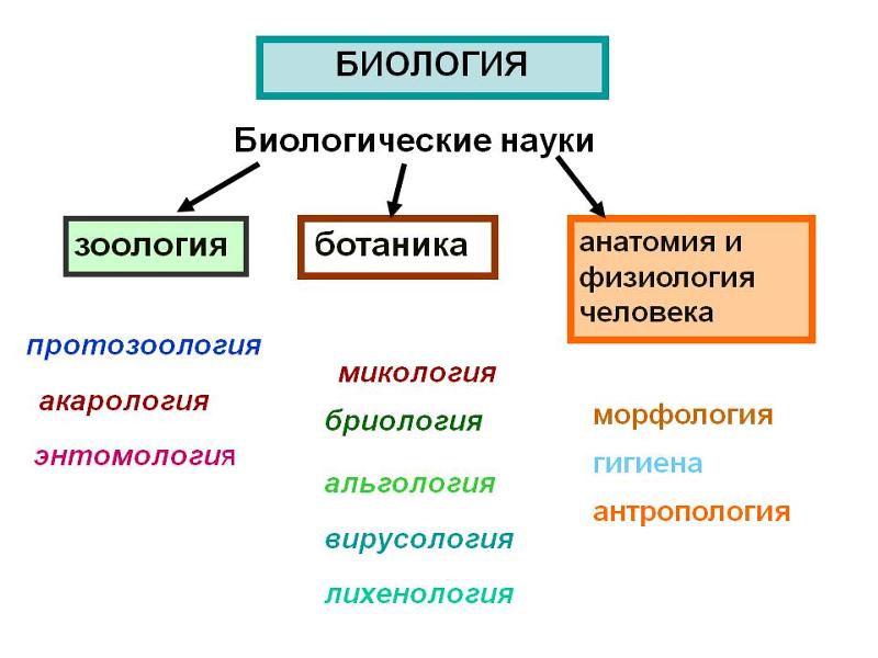 Схема биологические науки