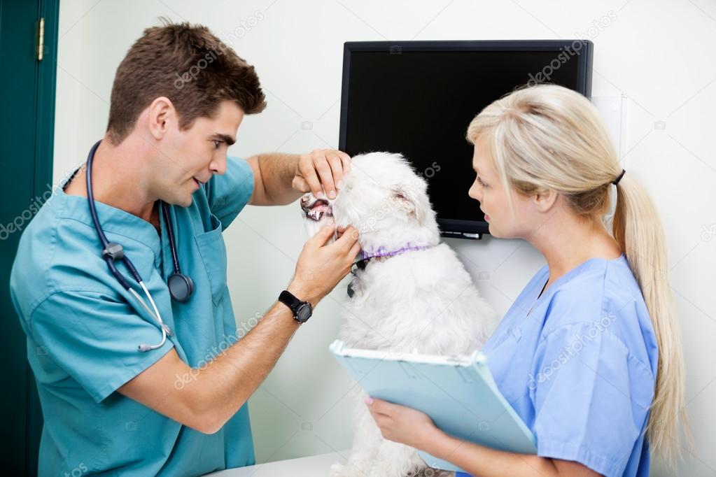 depositphotos 18375709 stock photo female nurse with veterinarian doctor