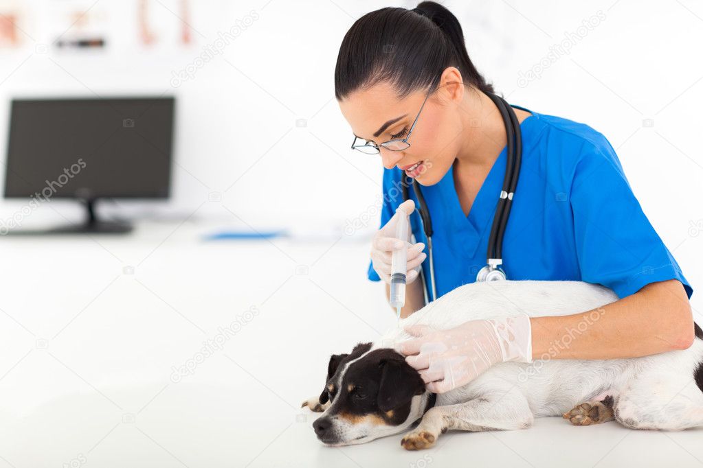 depositphotos 22722535 stock photo vet doctor giving vaccination injection