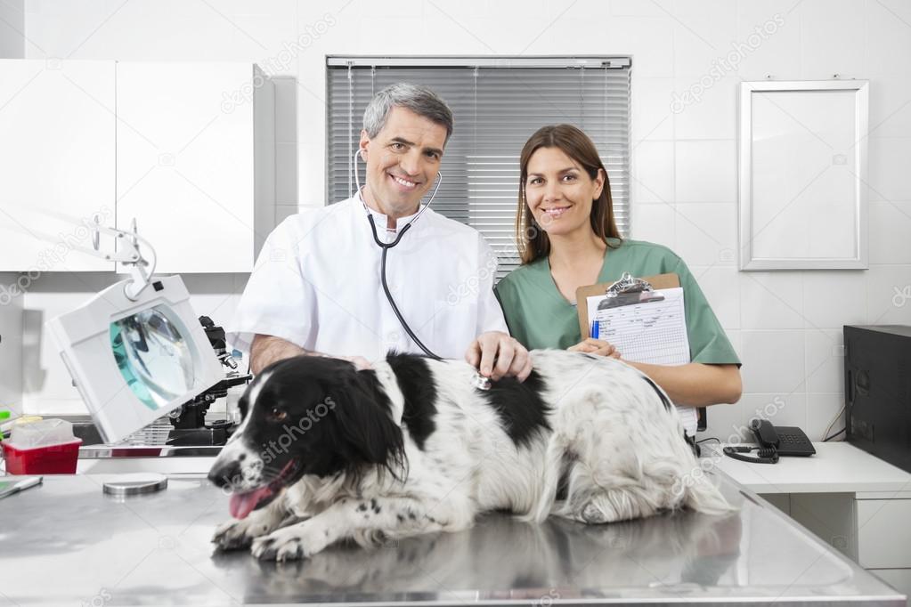 depositphotos 122350728 stock photo vet and female nurse