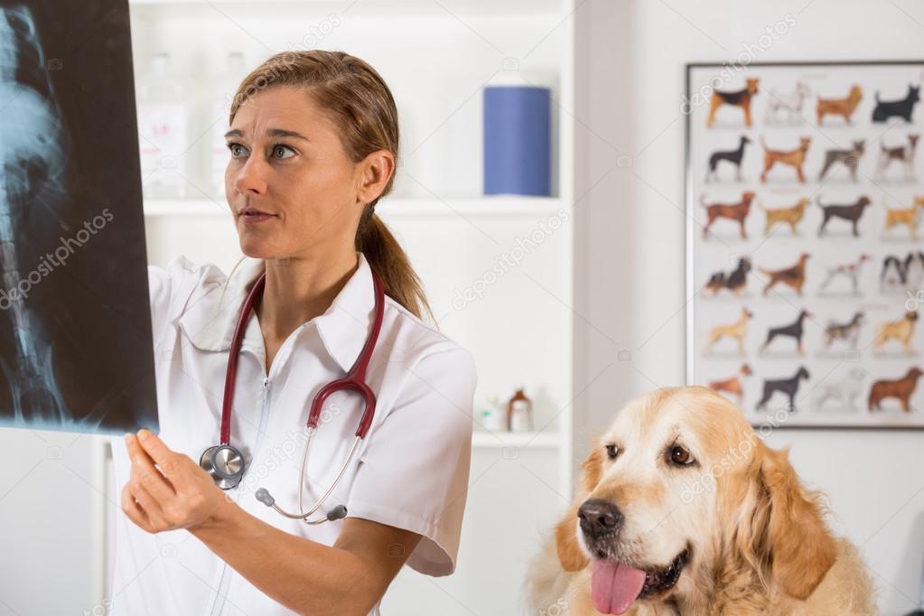 depositphotos 81450604 stock photo veterinary clinic