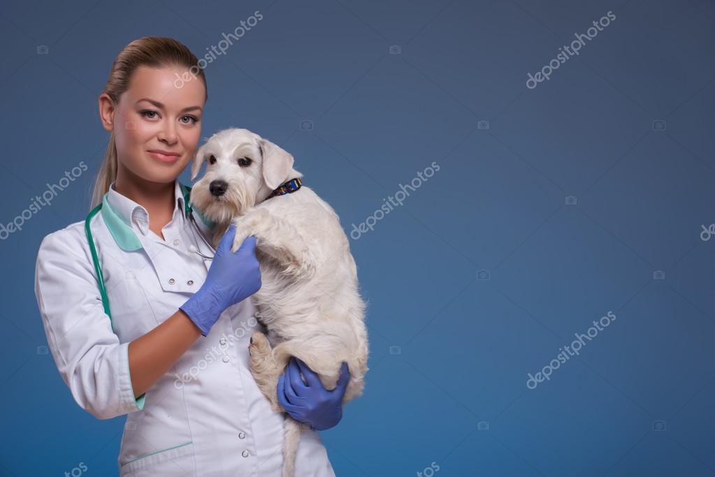 depositphotos 61815539 stock photo vet holding a cute dog