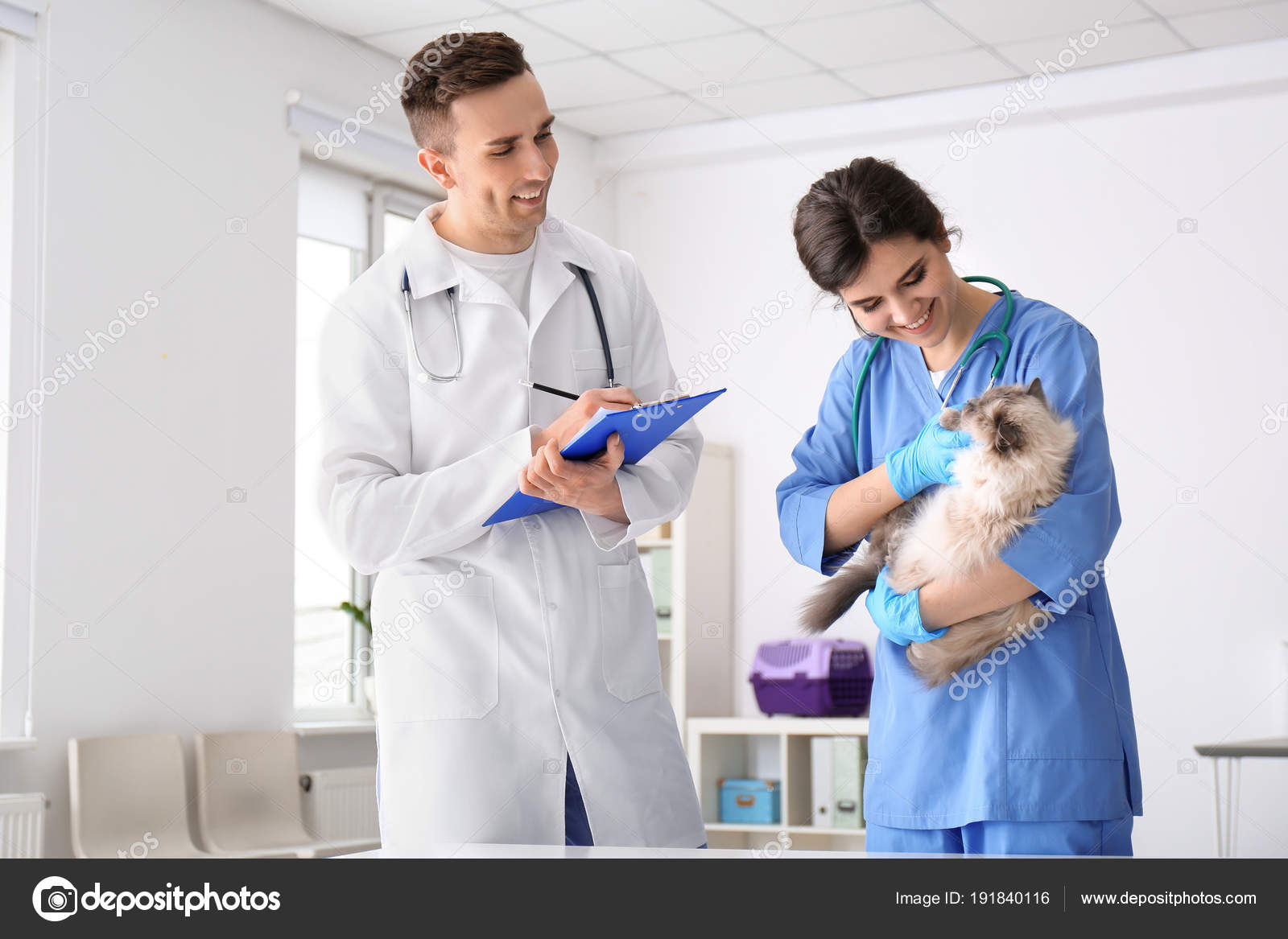 depositphotos 191840116 stock photo young veterinarians examining cat in