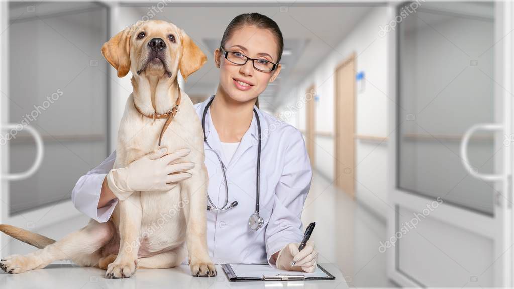 depositphotos 129206900 stock photo female doctor with canine patient