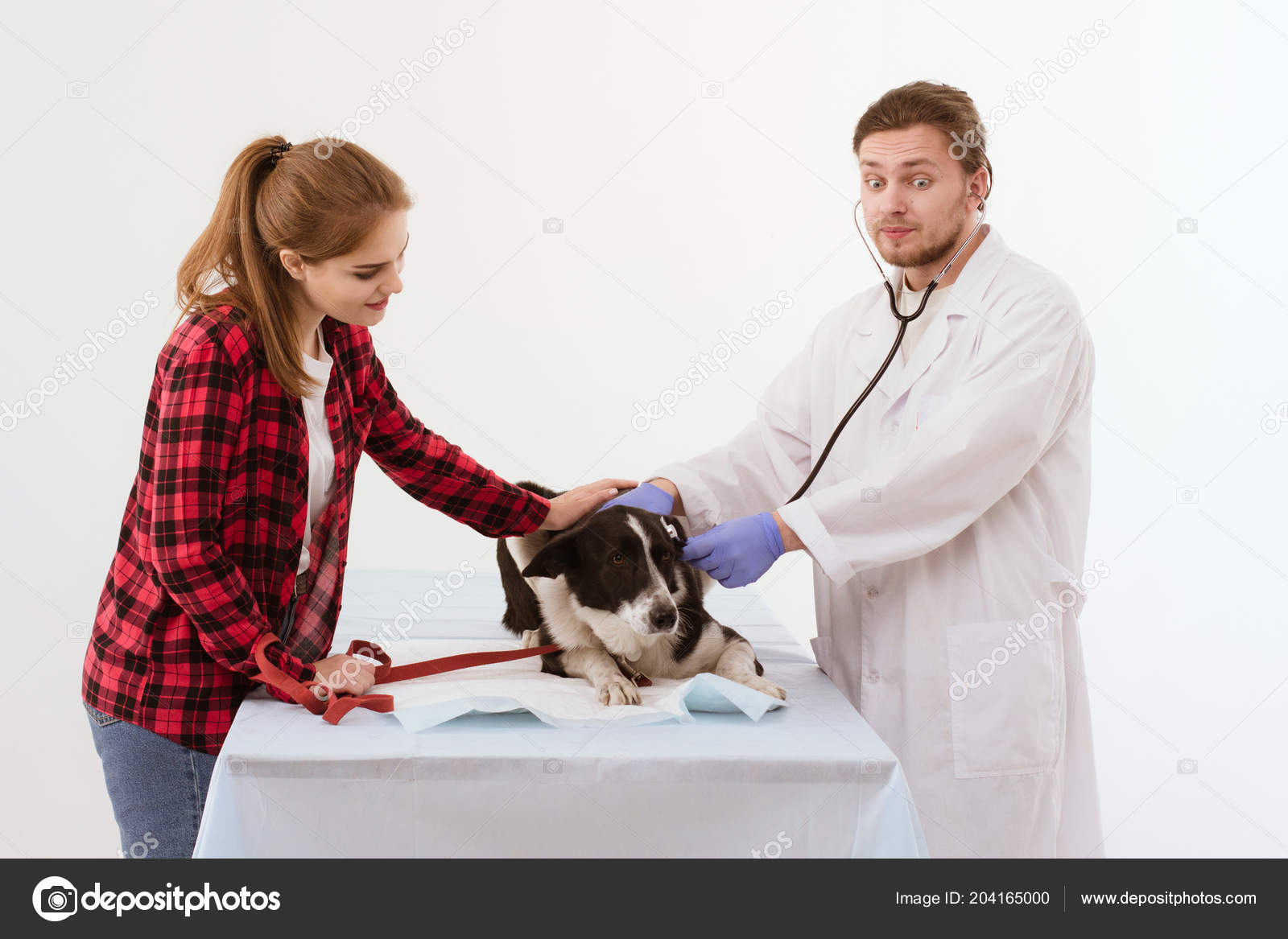 depositphotos 204165000 stock photo dog getting checked at vet