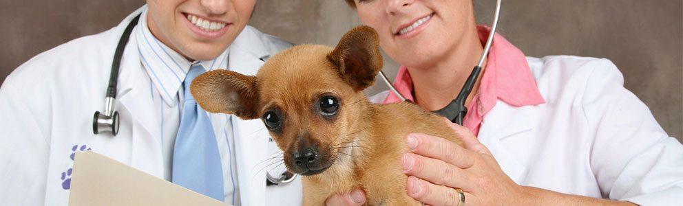 ambulatori veterinari rimini